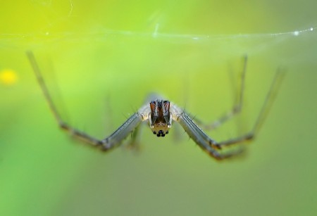Linyphia triangularis